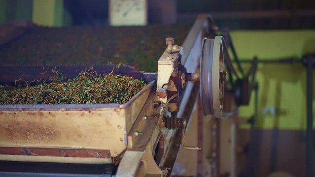 Sri Lanka tea factory. Black tea production line. Nuwara Eliya tea plantation region.