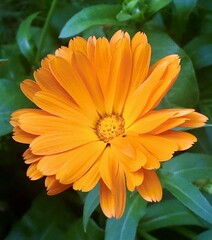 Calendula