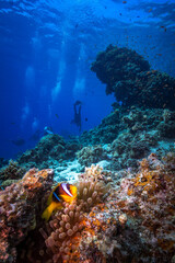 Rotmeer-Anemonenfisch (Amphiprion bicinctus) in einer Blasenanemone mit Taucher im Korallenriff m...