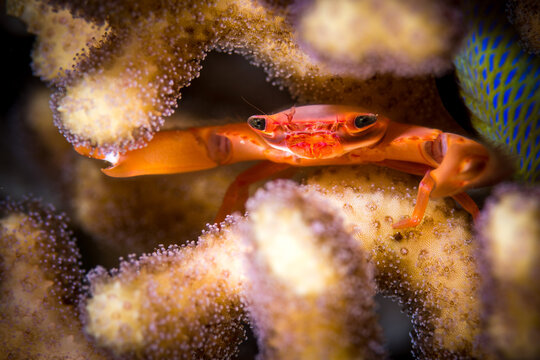 Korallenkrabbe (Guard crab) in einer Steinkoralle im Roten Meer, Golf von Akaba, Dahab, &Auml;gypten
