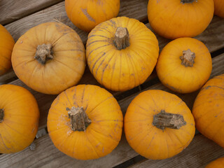 Pumpkins ready for market at a farm market