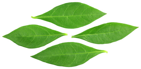 Fototapeta premium Henna leaves