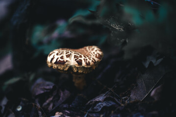 Forest mushroom. Close-up view on mushroom in the forest.
