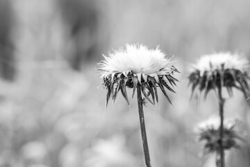 Picture of a dry thistle	