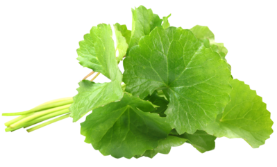 Medicinal thankuni leaves