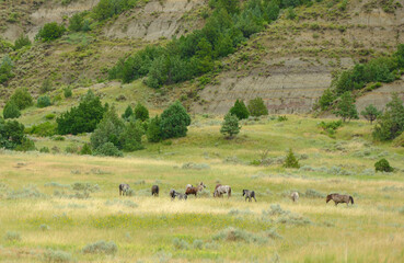 Wild Mustang Horses roaming in and around the plains In North Dakota
