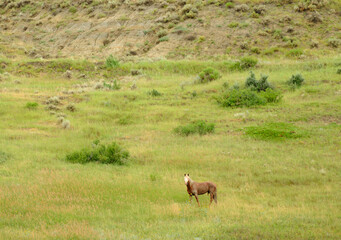 Wild Mustang Horses roaming in and around the plains In North Dakota