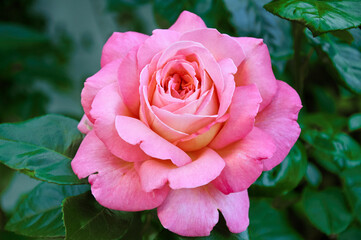 Pink rose close-up in summer in the garden. Beautiful floral background. Valentine's day and holidays. Love and tenderness