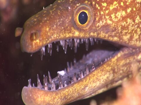 moray eel underwater close up head ocean scenery of fish hiding