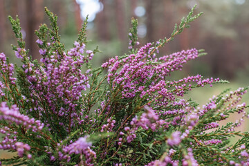 The purple heather blooms. Autumn is here! The forest and blue sky blurred in the background.