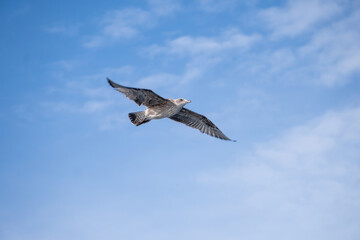 Gaviotas Volando