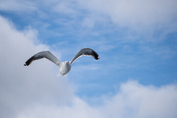 Gaviotas Volando