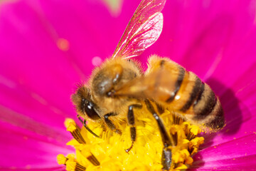 Honey bee sucking nectar on a purple zinnia flower , in the garden