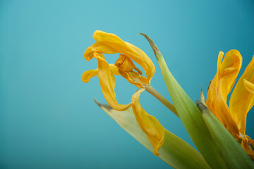 Close-up of a beautifully withered, withered and partially lost petals bright yellow tulip against...