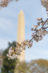 Cherry blossom branch in front of the Washington Monument during Japanese cherry blossom season in Washington DC