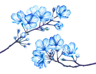 Cherry blossom flowers isolated on transparent background, PNG. Watercolor illustration.
