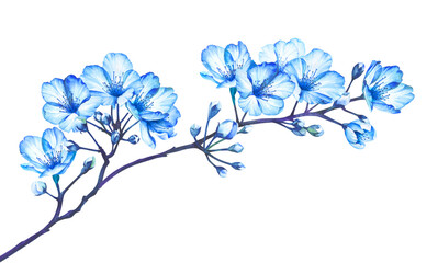 Cherry blossom flowers isolated on transparent background, PNG. Watercolor illustration.

