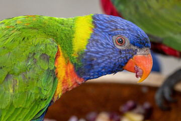 Lori mountain bred in captivity.