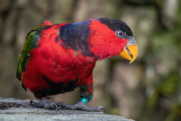 Lori tricolour bred in captivity.