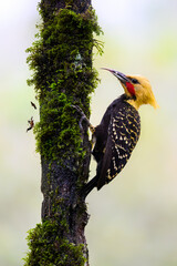 Blond-crested Woodpecker on mossy tree trunk  
