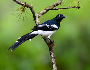 Magpie Tanager closeup portrait on green background