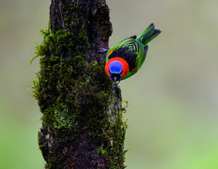 Red-necked Tanager on green background, Atlantic Rainforest, Brazil