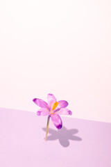 Minimal spring concept. Pink saffron flower on a lilac background, hard shadow.