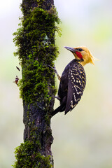 Blond-crested Woodpecker on mossy tree trunk  