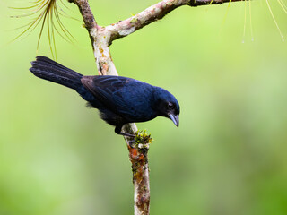 Male White-lined tanager on tree branch against green background