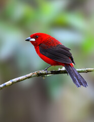Brazilian Tanager on stick in Atlantic Rainforest, Brazil