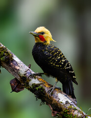 Blond-crested Woodpecker on tree branch against green background