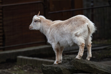White goat grown up outside on the fence.