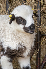 A spotted lamb out on the farm.