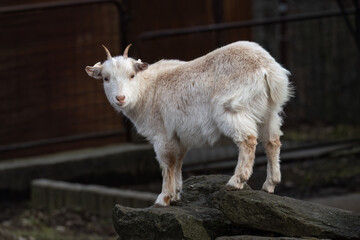 White goat grown up outside on the fence.
