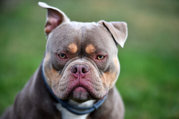 un impresionante perro de raza american bully

