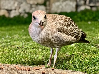 Close up of a seagull on the ground eating. A seagull on the ground eating