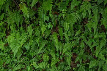 Texture and surface of green leaf wild plant on the tropical forest. Photo is suitable to use for nature background, botanical poster and nature content media.