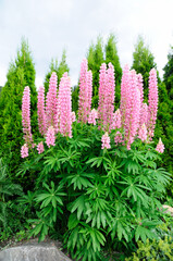 A lot of soft pink lupines  - Rosa Lupinen