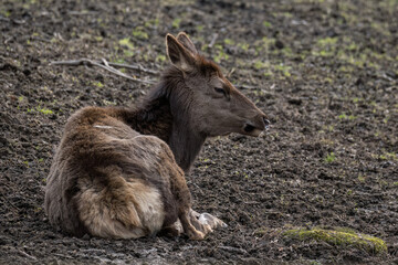 A female red deer out in the countryside.