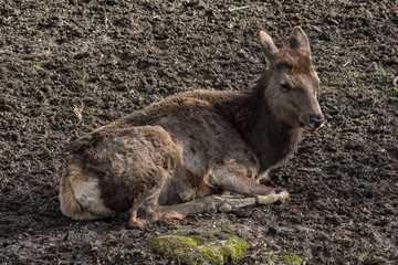 Fototapeta premium A female red deer out in the countryside.