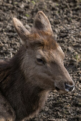 A female red deer out in the countryside.