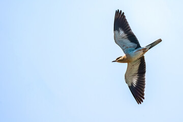 European roller or Coracias garrulus flying colorful bird on blue sky.