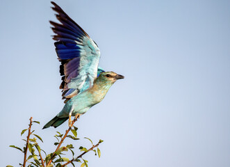 Fototapeta premium European roller or Coracias garrulus flying colorful bird on blue sky.