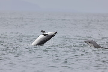 Young and adult dolphin on breaching on in playful manner at channonry point in Scotland,  picture taken while standing on the shore
