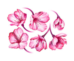 Gentle collection of sakura flowers isolated on transparent background, PNG. Watercolor illustration.
