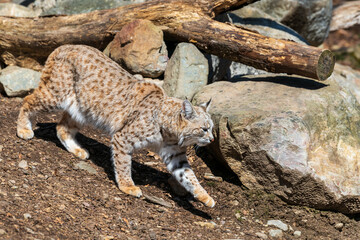 A bobcat walking down a hill past rocks and downed trees.