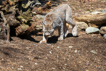 A lynx is searching for food along the ground as he walks around fallen trees. 