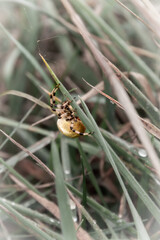 fat spider with yellow color