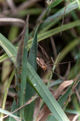 spider with long legs in nature of germany