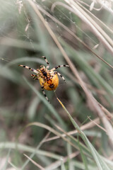 Spider in field